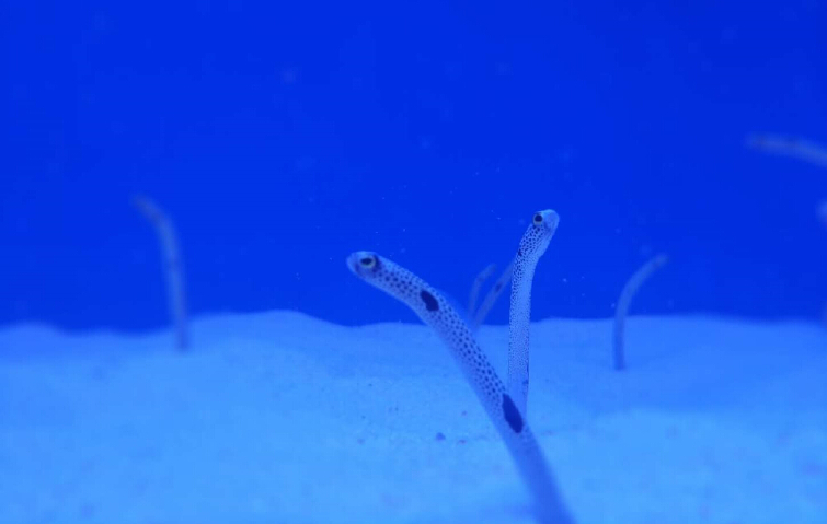 【武汉海昌极地海洋公园门票价格】2018武汉