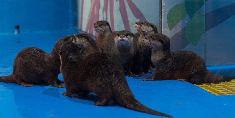 【武汉海昌极地海洋公园门票价格】2018武汉