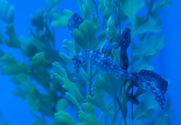 【武汉海昌极地海洋公园门票价格】2018武汉