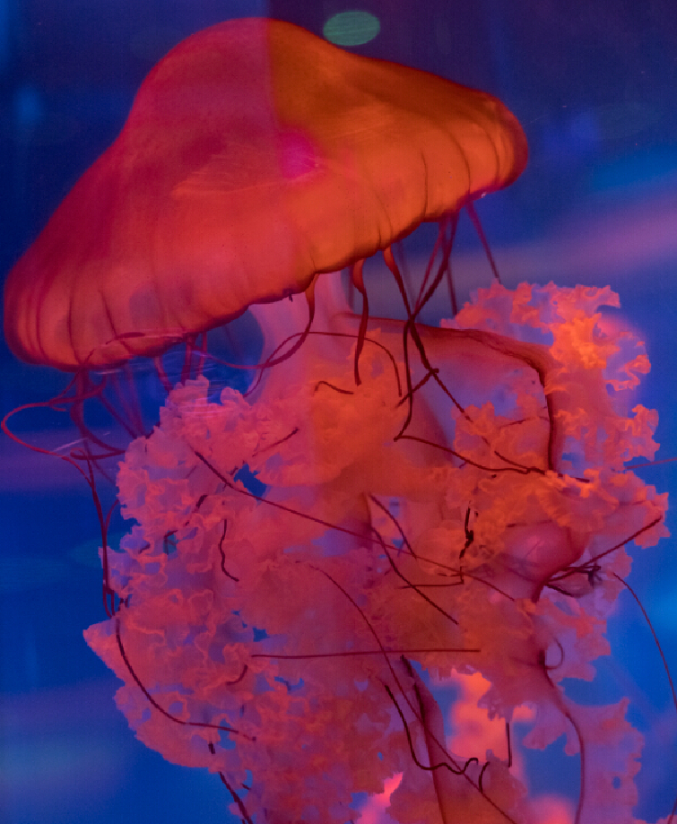 【武汉海昌极地海洋公园门票价格】2018武汉