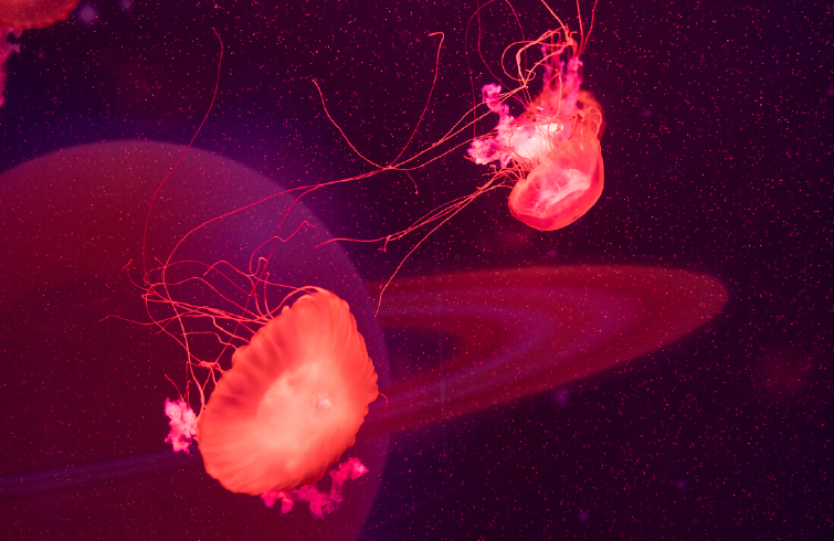 【武汉海昌极地海洋公园门票价格】2018武汉