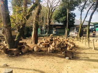 日本游十一天需要多少钱_年底去日本旅游_去日本旅游随团