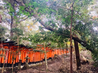 日本游十一天需要多少钱_年底去日本旅游_去日本旅游随团