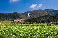 去阳明山赏花