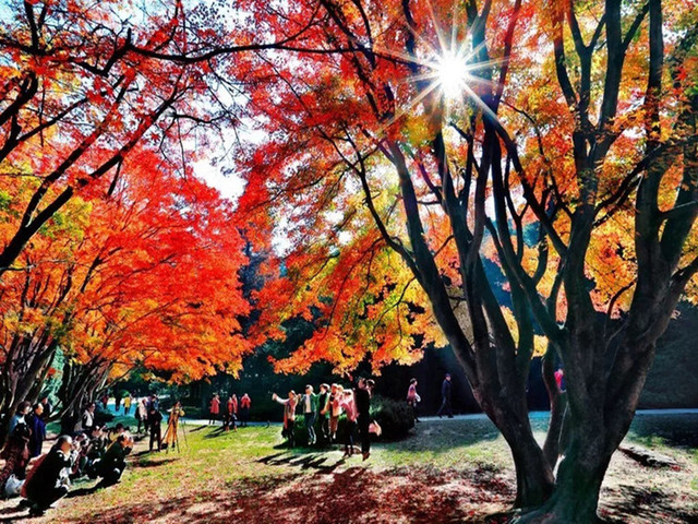 庐山枫叶 庐山植物园