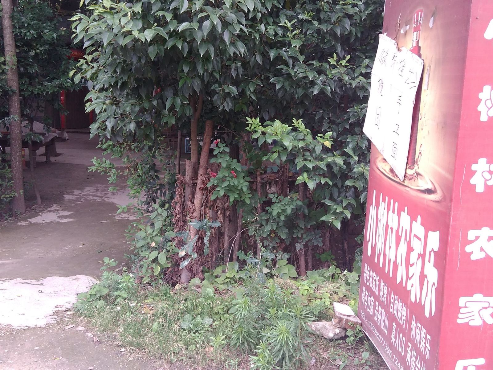 西安小树林农家乐