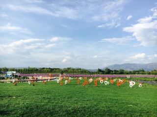 云南西雙版納報團(tuán)旅游多少錢_廣州云南西雙版納旅游團(tuán)_2021去云南西雙版納跟團(tuán)多少錢