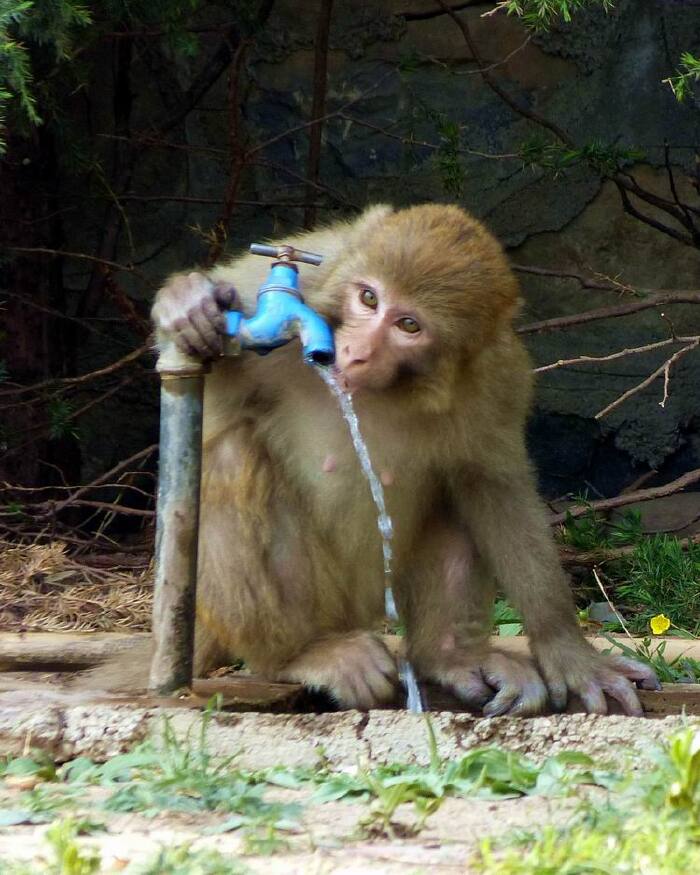 这是一只喝水的猴子这是一只小猴子这是一个猴子妈妈和她的孩子离开