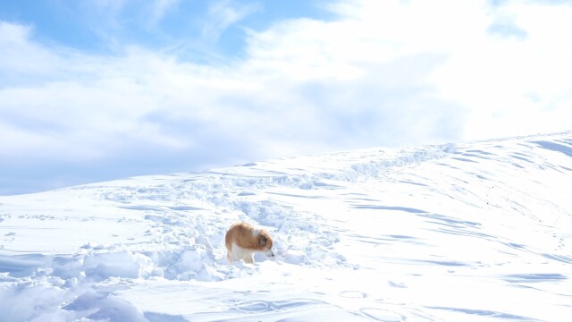 格鲁吉亚在哪里