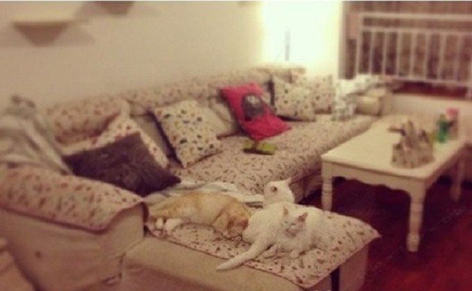 成都许仙私房猫咪公寓