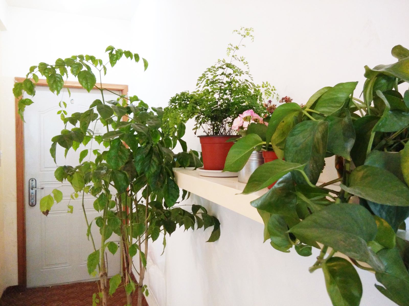 莫奈花园度假公寓（成都宽窄巷子店）