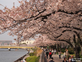 【日本旅游[清明 本州-北海道7日游>广州直飞 樱花季 相扑火锅