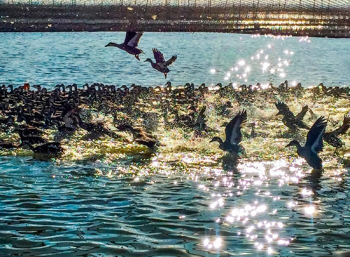 高邮湖芦苇荡湿地公园一日游记:湖鲜盛宴、苇絮飘飘,摄影天堂