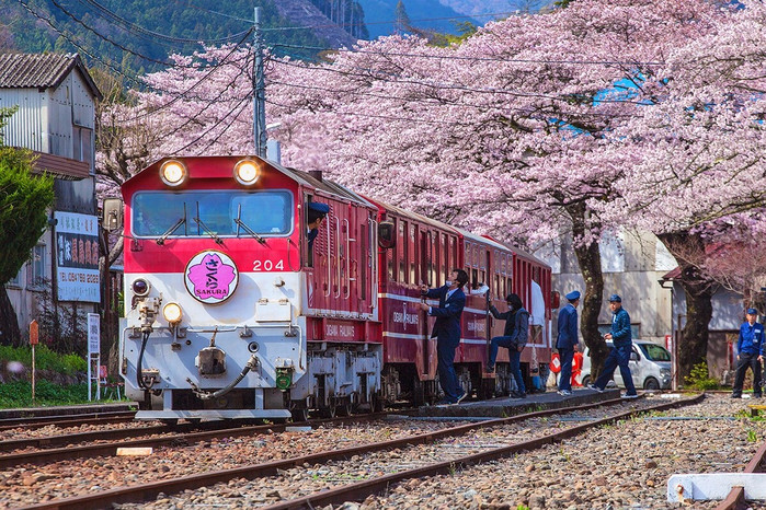 三月日本樱花盛开,我的旅行摄影也在此绽放