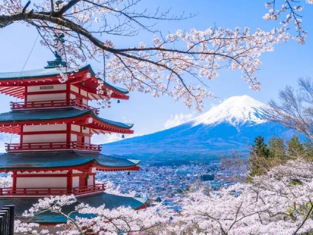 园内矗立的五重塔,富士山与满园怒放的樱花,可谓是  典型的日本美景.