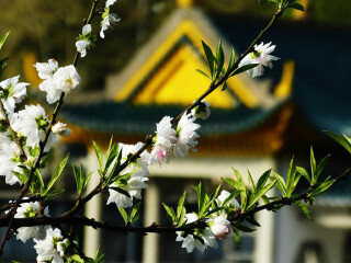 春节婺源游_婺源7日游跟团_去婺源旅游团队