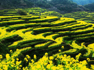 婺源的旅行_八月婺源旅游_去婺源旅行跟团