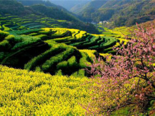 婺源的旅行_八月婺源旅游_去婺源旅行跟团