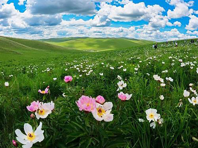 6月中下旬,沿途可以看到草原上盛开的芍药花哦.