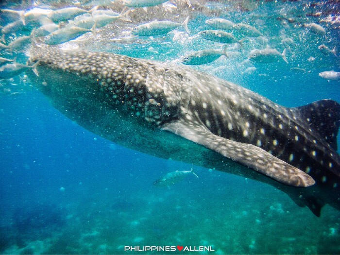#你好2018# 享入菲菲-聆听海洋旋律,邂逅岛屿