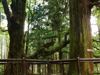 怎么去江西廬山旅游_江西廬山旅游大概多少錢_報(bào)團(tuán)去江西廬山多少錢