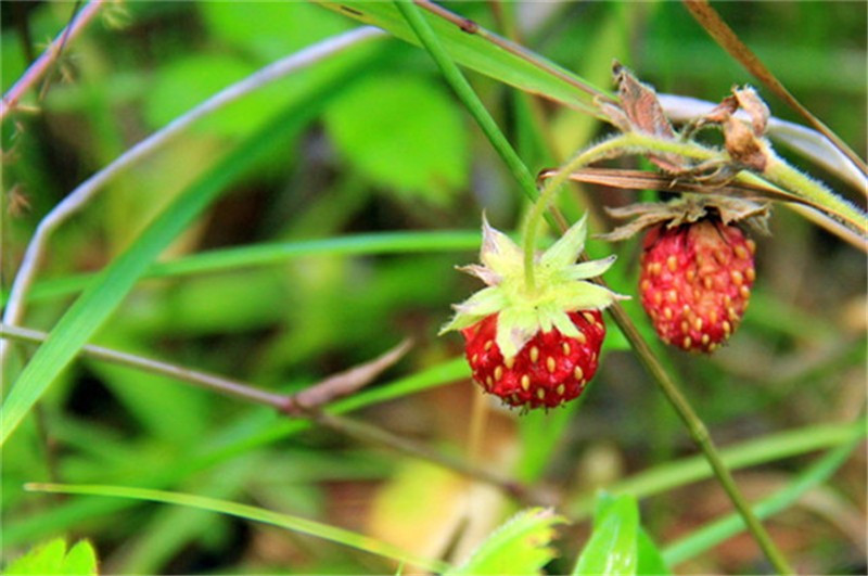 林中野生草莓