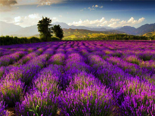 <新疆伊犁熏衣草基地-赛里木湖-阔克苏峡谷-喀拉峻-巴音布鲁克-博斯腾湖双飞7日游