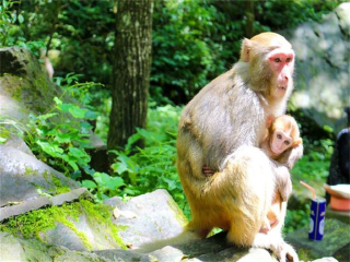 湖南鳳凰古城旅游路線_湖南鳳凰古城游跟團多少錢2021_湖南鳳凰古城旅游需要多少錢