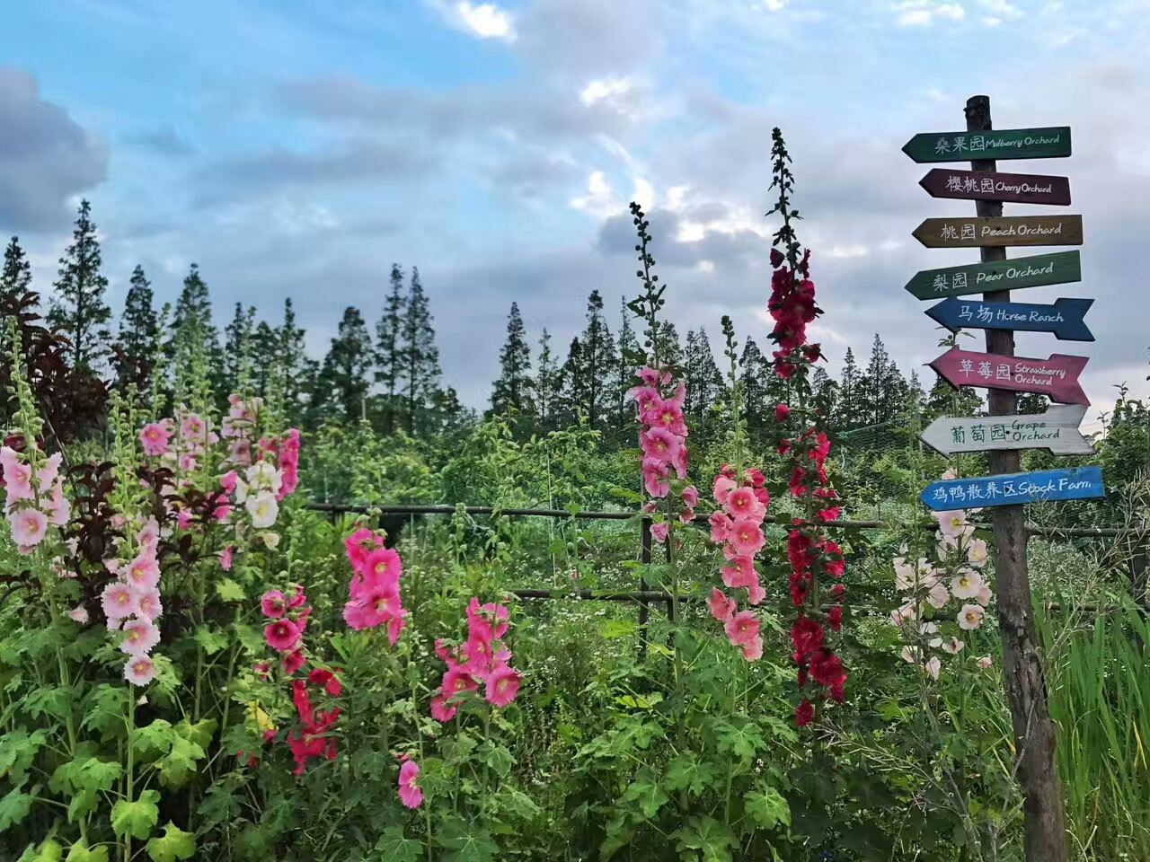 独栋单层经典日式房