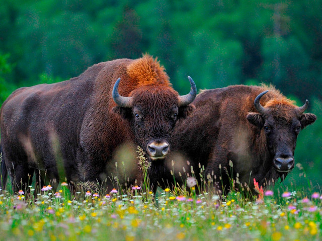 别列津国家公园-欧洲野牛