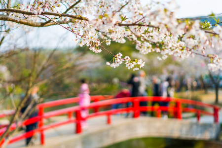 <日本东京-箱根-京都-大阪5或6日游>沈阳起止，南航，全日空航班，富士山，浅草寺，奈良公园，银座，温泉酒店，奥特莱斯，日式料理