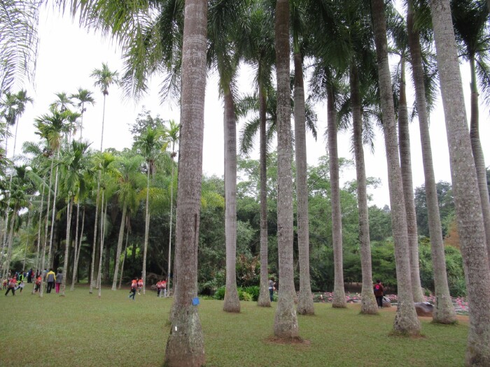 王棕 www.tuniu.com