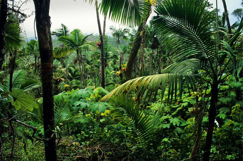 云盖国家森林(el yunque national rainforset)是美国唯一的热带雨林