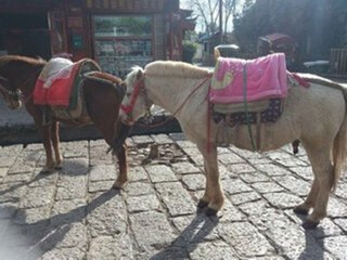 云南麗江旅游費(fèi)用_8月云南麗江旅游_云南麗江旅游多少錢