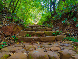 云南西雙版納旅游跟團(tuán)多少錢_旅行團(tuán)云南西雙版納游_東莞到云南西雙版納游