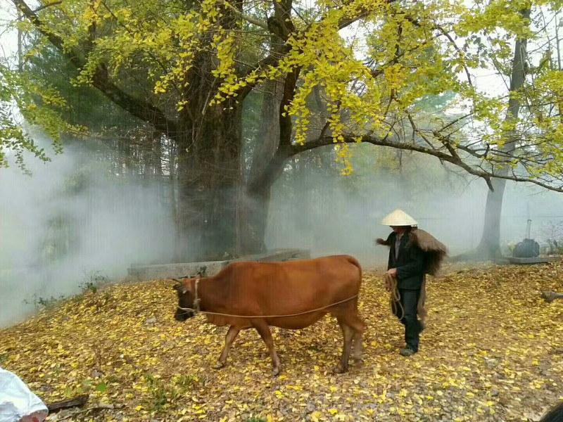 淳朴的老人放牛了——冰洞村