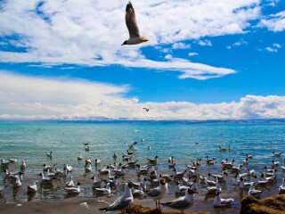 青海旅游要多少錢2021_青海高端品質(zhì)旅游團(tuán)_廣州青海旅游團(tuán)