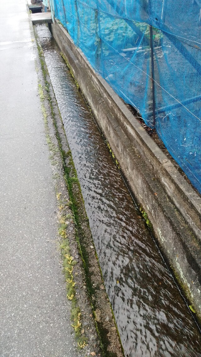 路边的排水沟清澈的可以养鱼