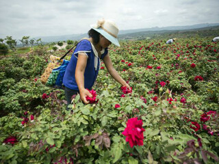 云南昆明自由行組團_云南昆明旅游要多少錢跟團_云南昆明游組團