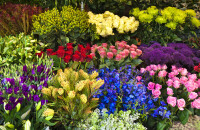 成都花会