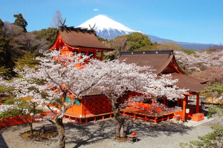 <日本东京富士山一日游>中文司导 天天发车 畅玩新仓山浅间公园 河口湖 御殿场奥特莱斯体验购物乐趣或日式正宗温泉二选一 （当地参团）