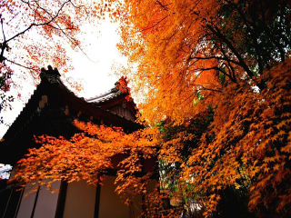 日本大阪旅游價(jià)格多少_怎么去日本大阪旅游_日本大阪自由游價(jià)格多少