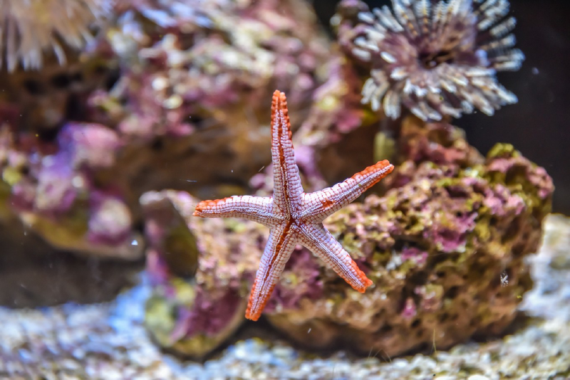 的水族箱里,饲养着一些细微的海洋生物,这是只有1cm大小的卡塔拉海星