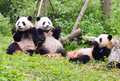 景点模块 