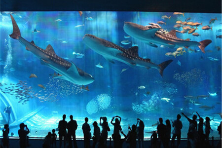 <那霸北谷出发-北部一日观光巴士C路线游>含美之海水族馆/古宇利岛/万座毛/美国村