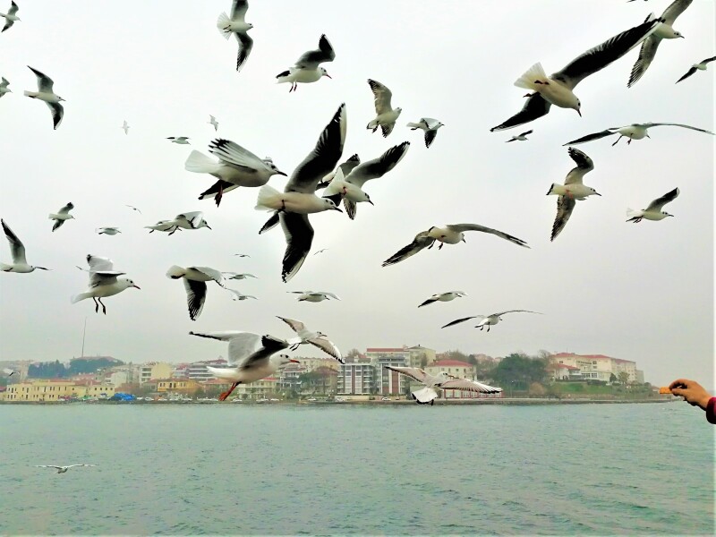像一只鸽子在海面上自由飞翔,就算明天有多少个暴雨风浪