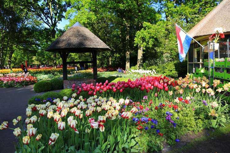 春天去荷兰旅行,应该怎么玩?巴黎长颈鹿推荐