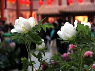 十月份去少林寺好吗_跟团少林寺旅游线路_8月少林寺旅游