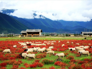 云南大理麗江報團多少錢_云南大理麗江旅游組團_云南大理麗江旅行團自由行