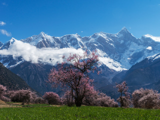 深圳到西藏旅游報(bào)價(jià)_西藏旅游一次多少錢_西藏旅游價(jià)格多少
